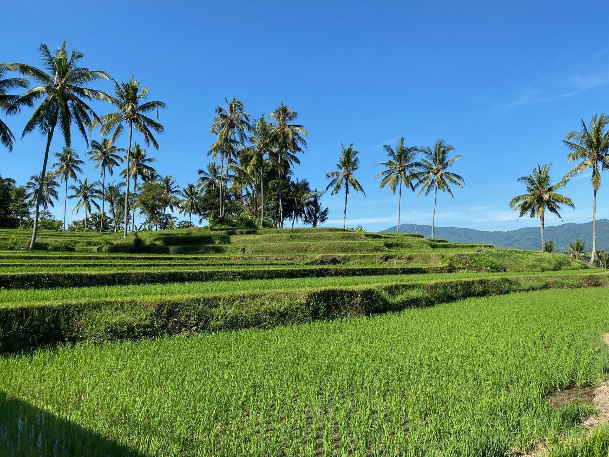 Munduk Mayong Bali Villa And Hostel מראה חיצוני תמונה
